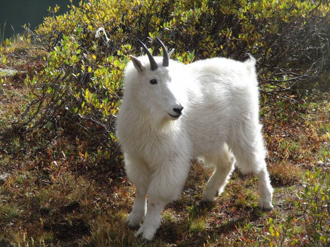 A989F1AC-473B-4F94-BAEC-09D6B1142FC4.jpeg A989F1AC-473B-4F94-BAEC-09D6B1142FC4.jpeg