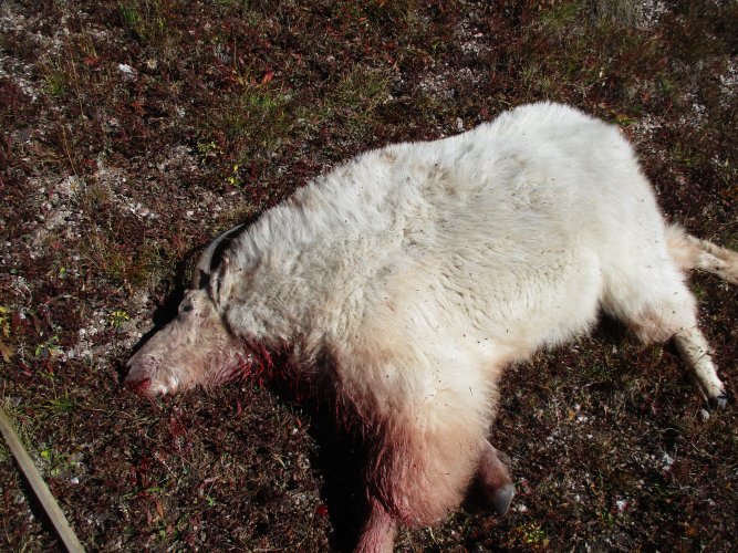 6ADEA4A6-1CA1-4AAE-A46A-1998E59AAB93.jpeg 6ADEA4A6-1CA1-4AAE-A46A-1998E59AAB93.jpeg