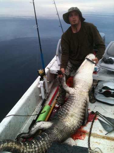 9.4.gator2012.jpg