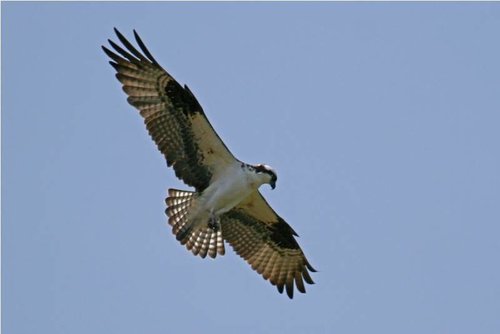 Osprey1.jpg Osprey1.jpg