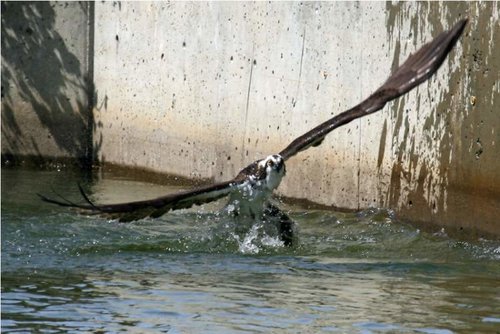 Osprey2.jpg Osprey2.jpg