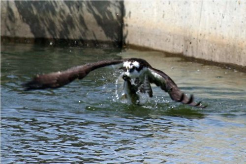 Osprey3.jpg Osprey3.jpg