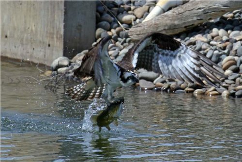 Osprey4.jpg Osprey4.jpg