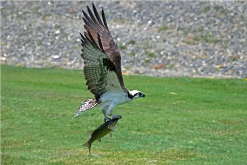 Osprey5.jpg Osprey5.jpg