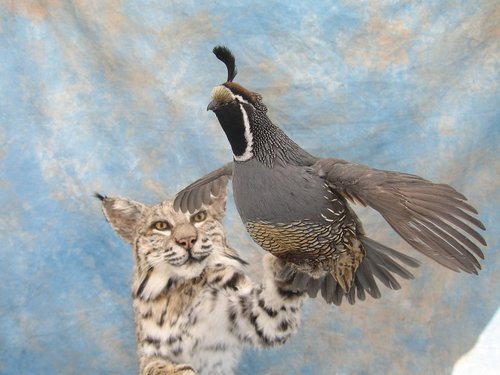 Roy's Bobcat 008-25%.jpg