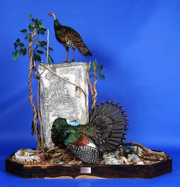 Ocellated MT 002-20%.JPG