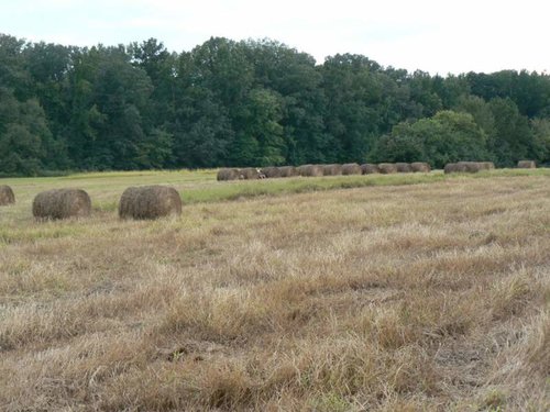millet field.jpg