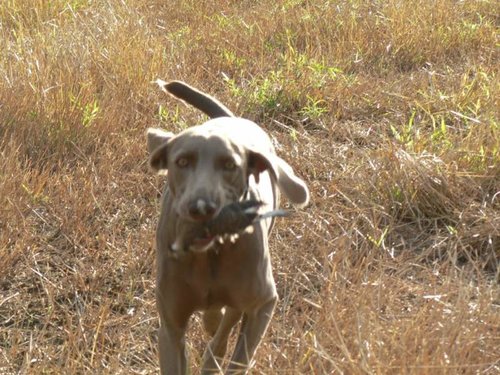 Raina-retrieve.jpg