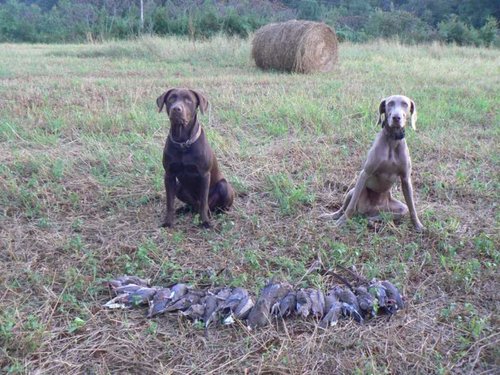 Dogs-Doves.jpg