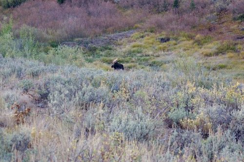 Bull Moose.jpg