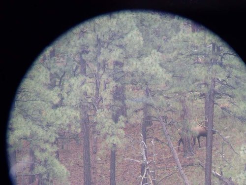 Spotting Scope Bull.jpg