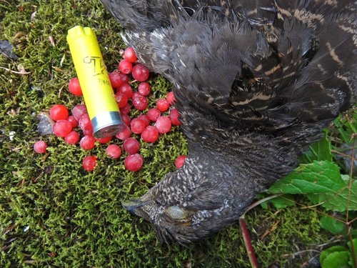 Resize Blue Huckle.jpg