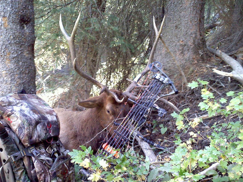 elk4.jpg elk4.jpg