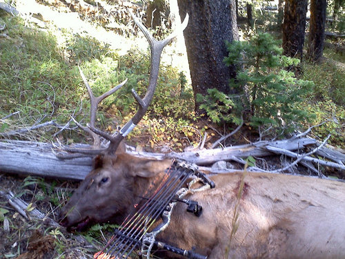 elk3.jpg elk3.jpg