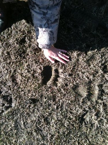 Griz Track Q tent 2012.jpg Griz Track Q tent 2012.jpg