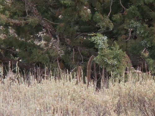 velvet.jpg velvet.jpg