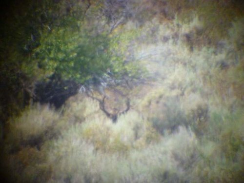 bedded.jpg bedded.jpg