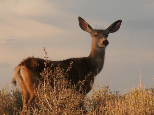 winking.jpg winking.jpg