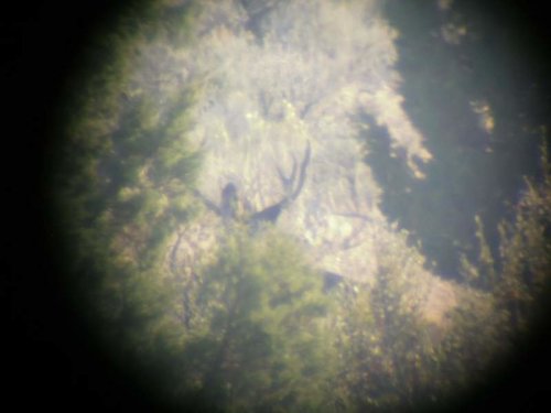 cadedeer1.jpg cadedeer1.jpg