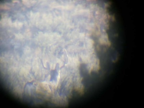 cadedeer2.jpg cadedeer2.jpg