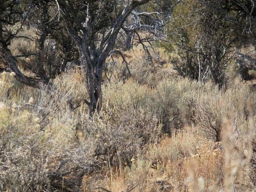 cadedeerbed4.jpg cadedeerbed4.jpg