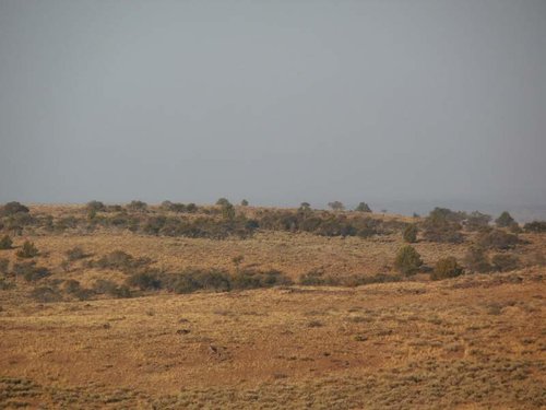 cadedeerbed5.jpg cadedeerbed5.jpg