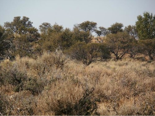 cadedeerbed6.JPG cadedeerbed6.JPG