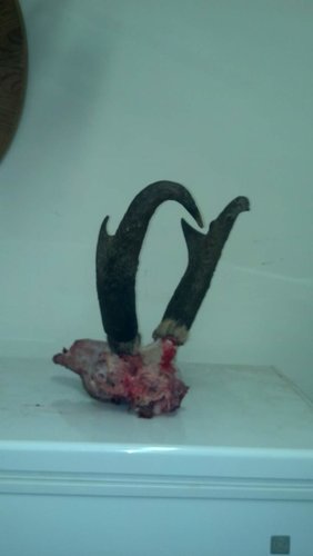 skull.jpg