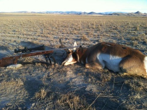 Antelope2.jpg Antelope2.jpg