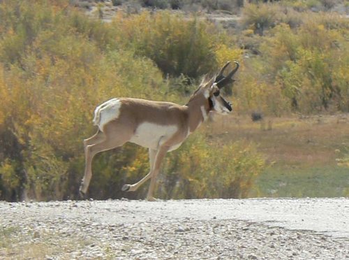 antelope buck2.jpg