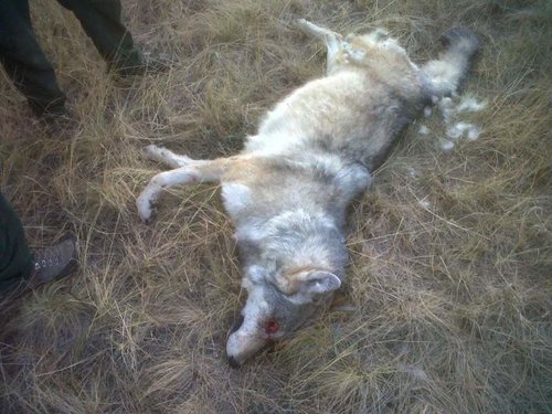 Dead wolf.jpg