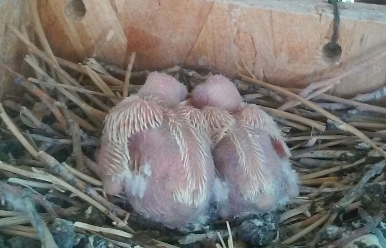 White Dove Twins Feb. 2021'.jpg White Dove Twins Feb. 2021'.jpg