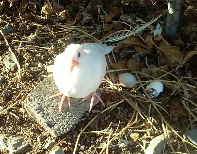 BABY WHITE DOVE 3-20'.jpg BABY WHITE DOVE 3-20'.jpg
