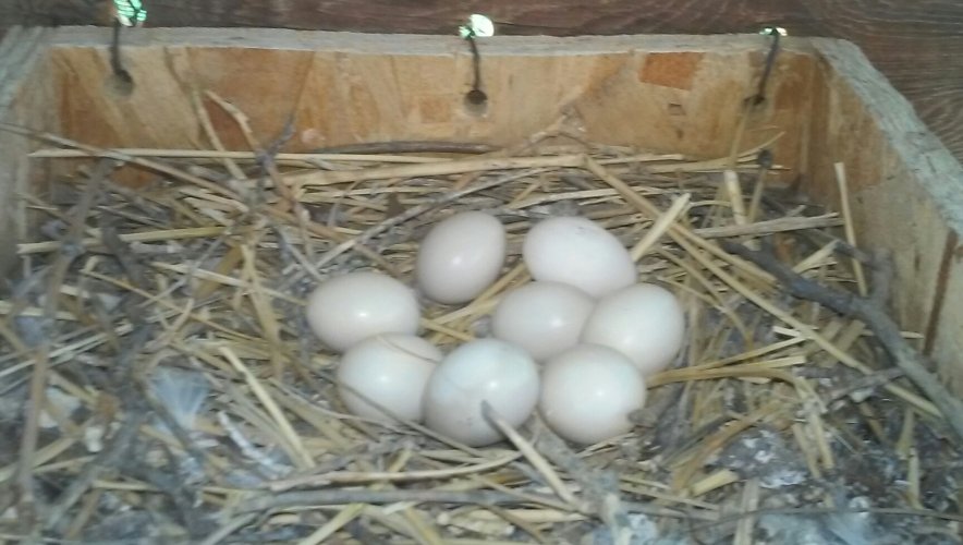 WHITE DOVE EGGS.jpg WHITE DOVE EGGS.jpg