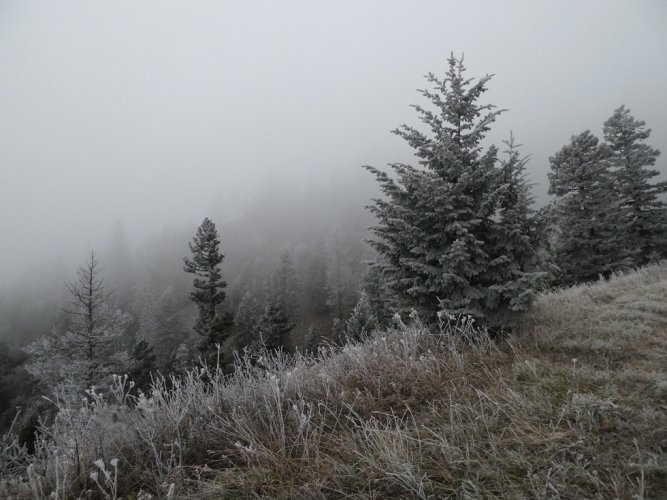 Ghost Trees in Eerie Fog.JPG