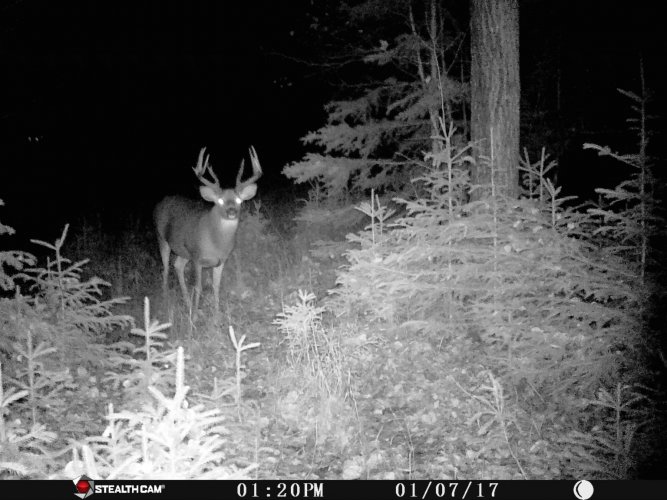 Mr. Brow tines.jpg