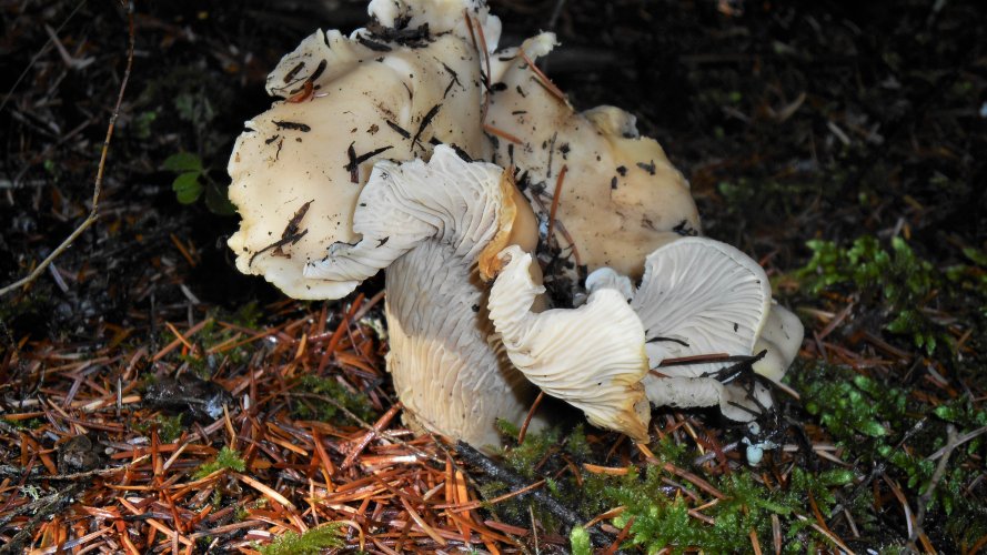 WHITE CHANTERELLE.JPG WHITE CHANTERELLE.JPG