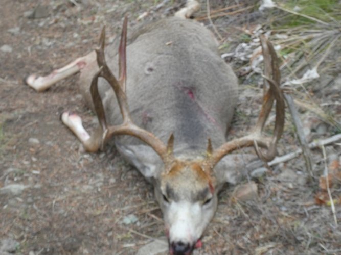 Caden's buck.JPG