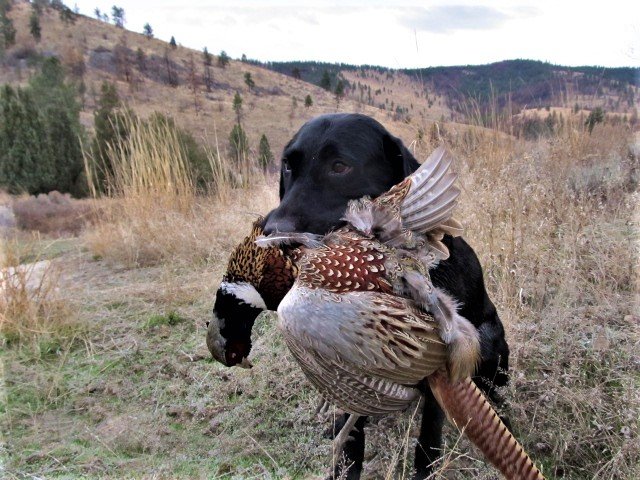 Scouts_first_pheasant.jpg
