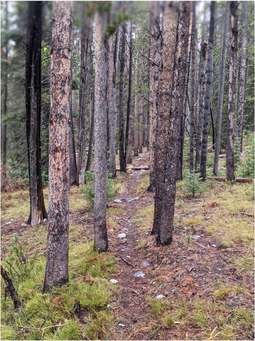 trail small.jpg trail small.jpg