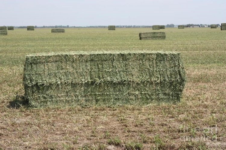 Haybale.jpg Haybale.jpg