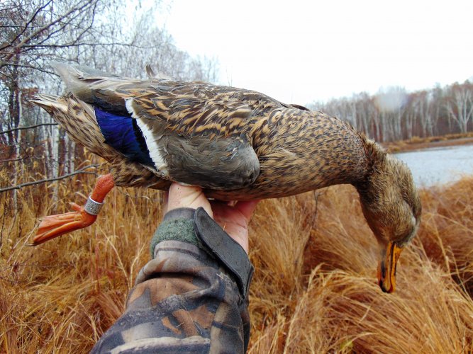 Banded Mallard.JPG