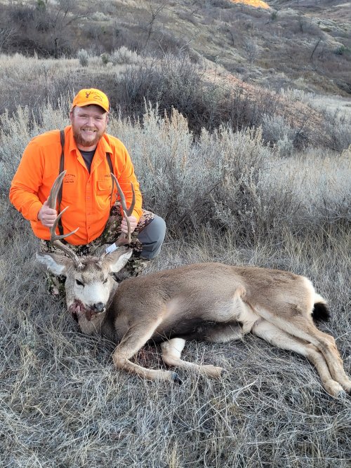 deer 3.jpg