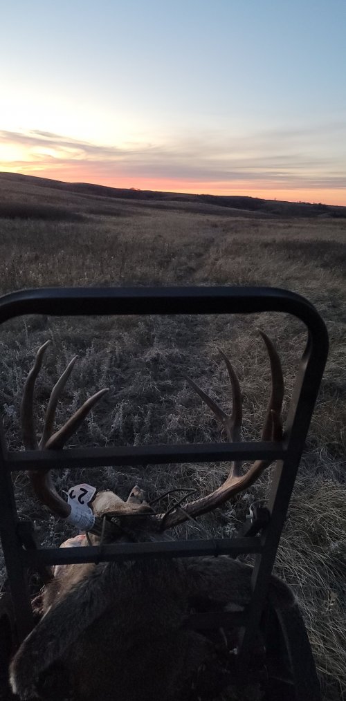 my deer sunset.jpg