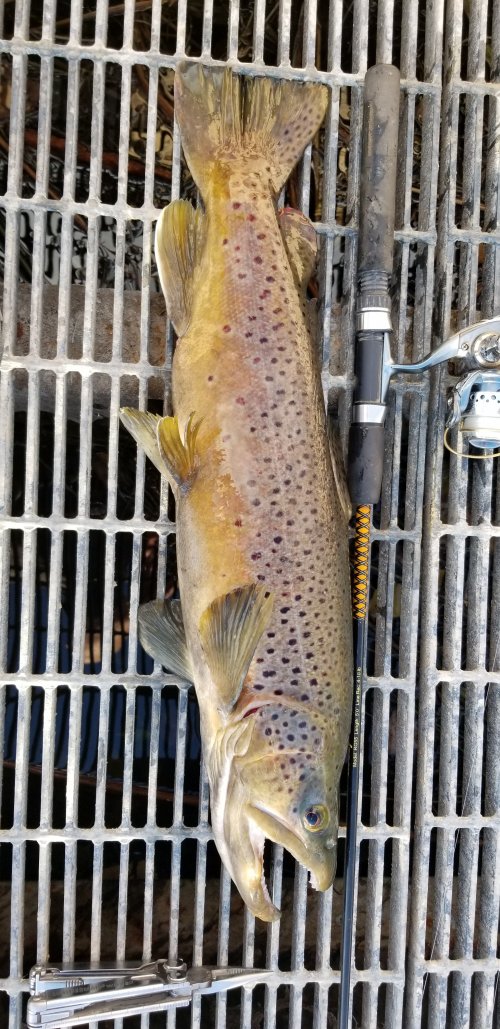 brown 2.jpg brown 2.jpg