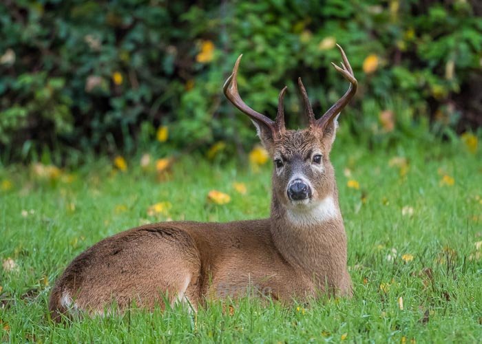 Columbian Whitetail  November 2021 a-8727.JPG