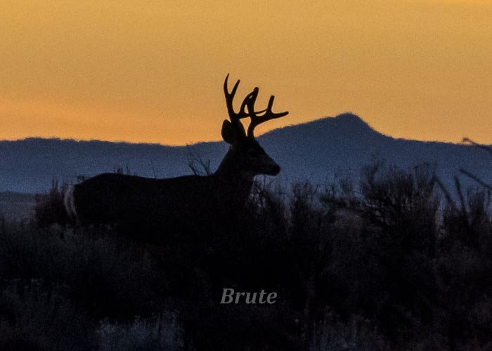 Sunrise Buck November 2021 a  -9625.JPG