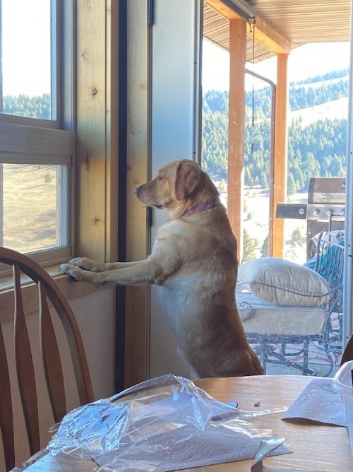 Dog.jpg Dog.jpg