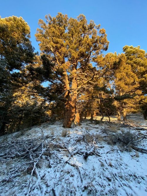 Tree.jpg Tree.jpg