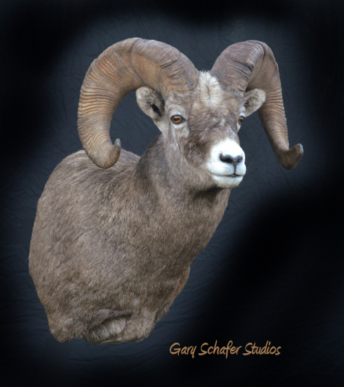 taxi ram pic.png taxi ram pic.png